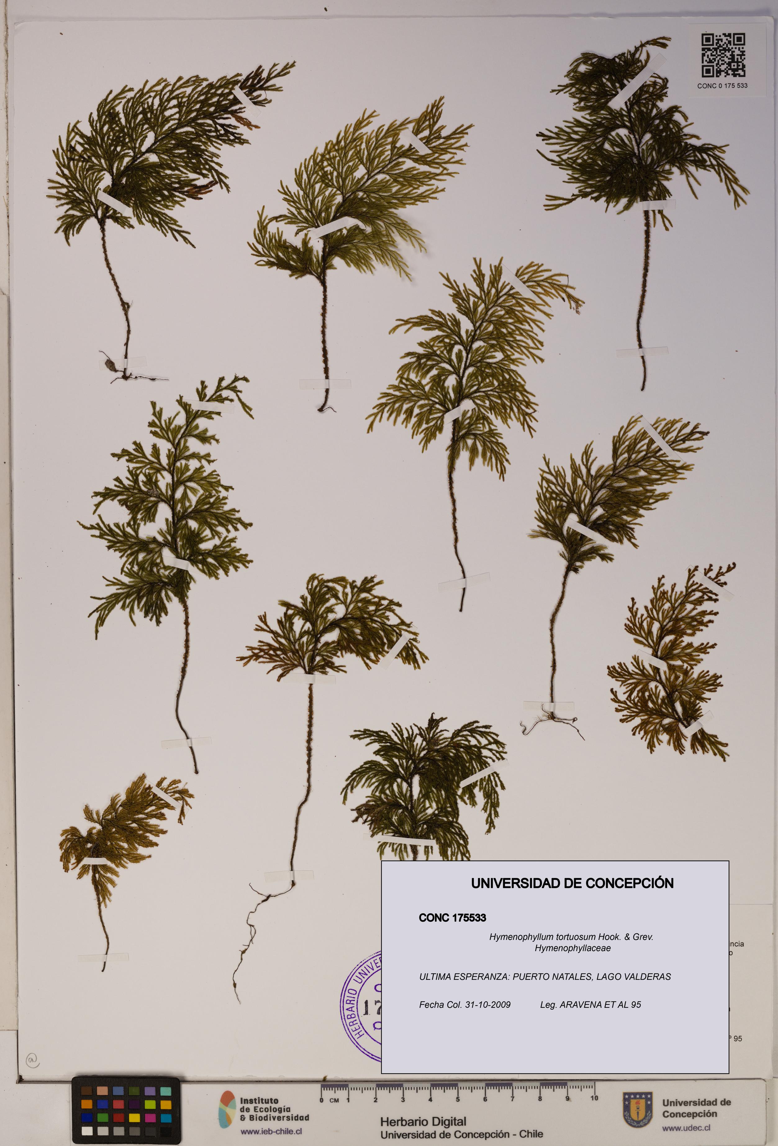 Hymenophyllum tortuosum [Espécimen: ]