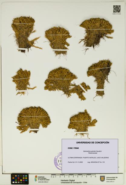 Gaimardia australis [Espécimen: UDEC:CONC:0175545]