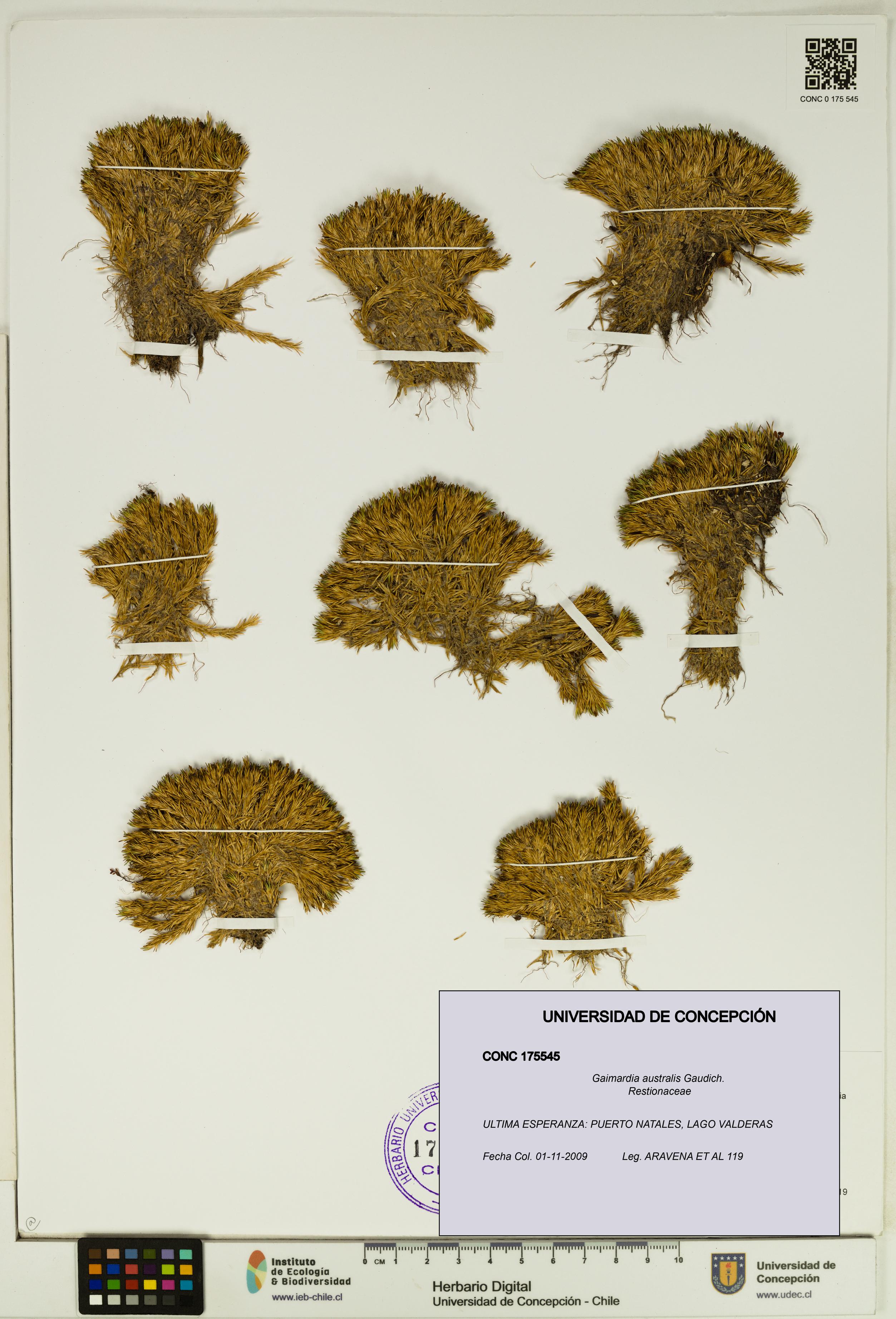 Gaimardia australis [Espécimen: UDEC:CONC:0175545]