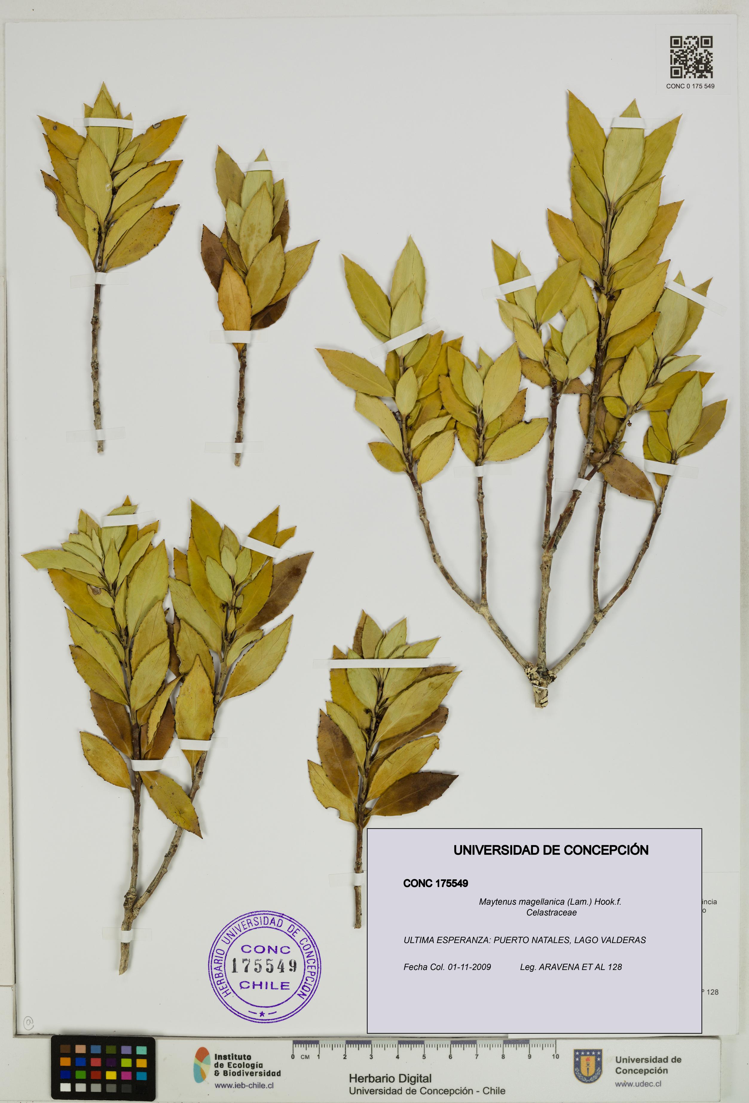 Maytenus magellanica [Espécimen: UDEC:CONC:0175549]