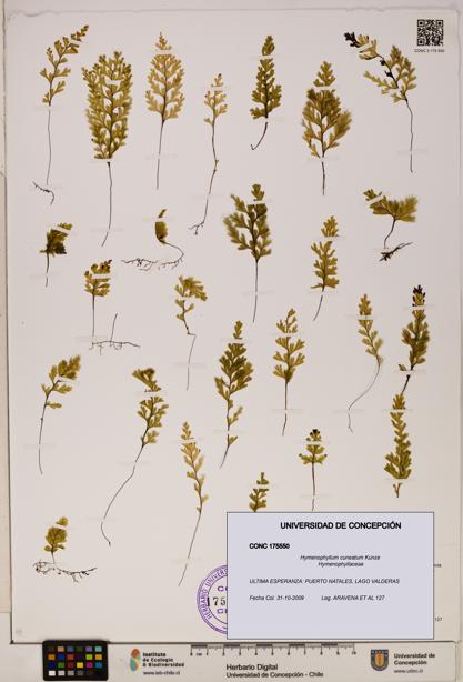 Hymenophyllum cuneatum [Espécimen: UDEC:CONC:0175550]