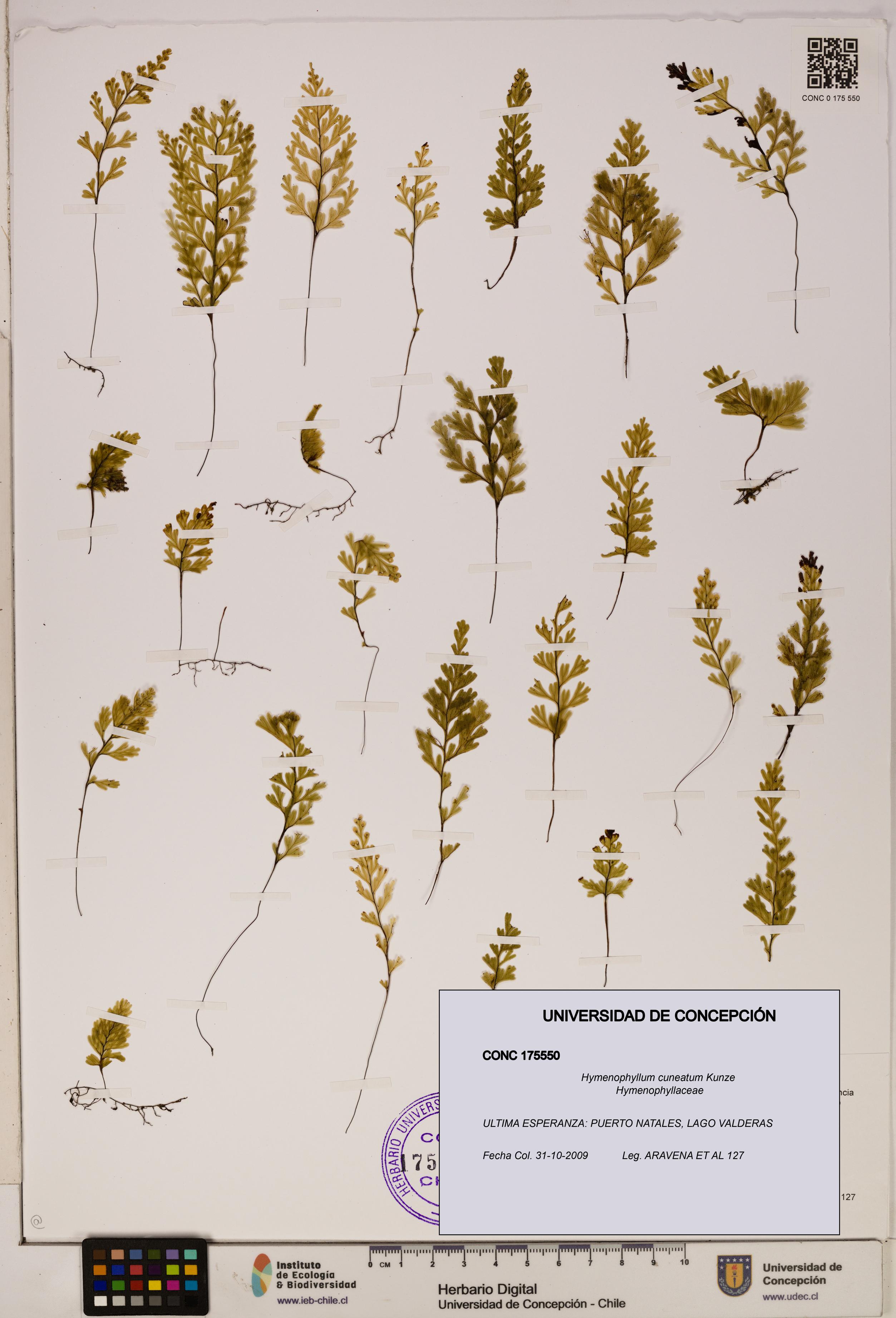 Hymenophyllum cuneatum [Espécimen: UDEC:CONC:0175550]