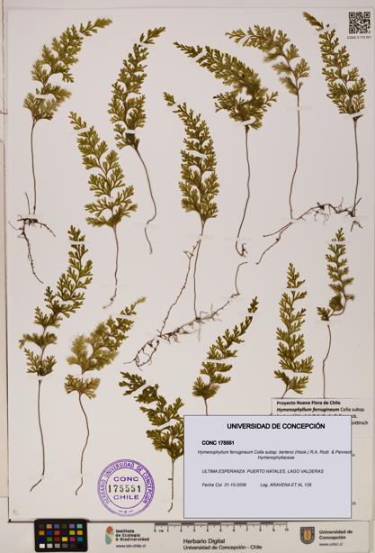Hymenophyllum ferrugineum [Espécimen: UDEC:CONC:0175551]