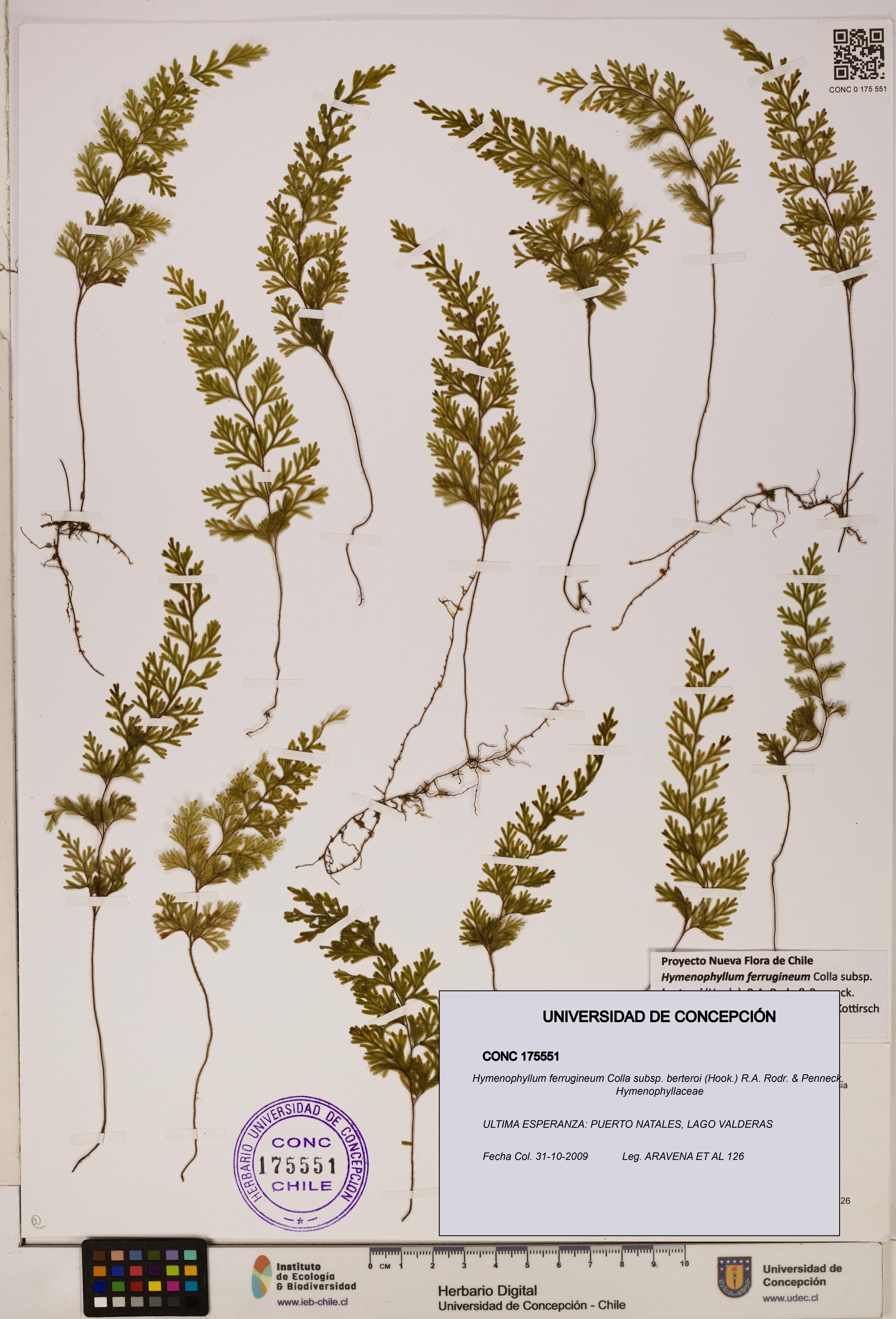 Hymenophyllum ferrugineum [Espécimen: UDEC:CONC:0175551]