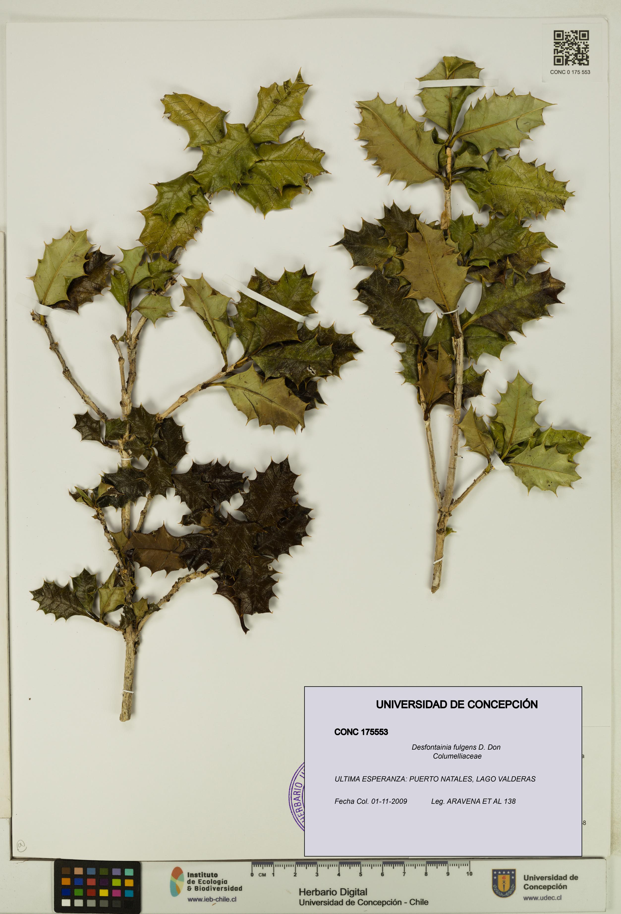 Desfontainia fulgens [Espécimen: UDEC:CONC:0175553]