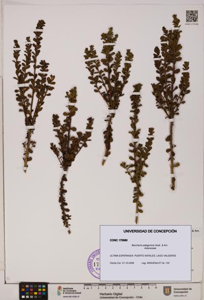 Baccharis patagonica [Espécimen: UDEC:CONC:0175560]