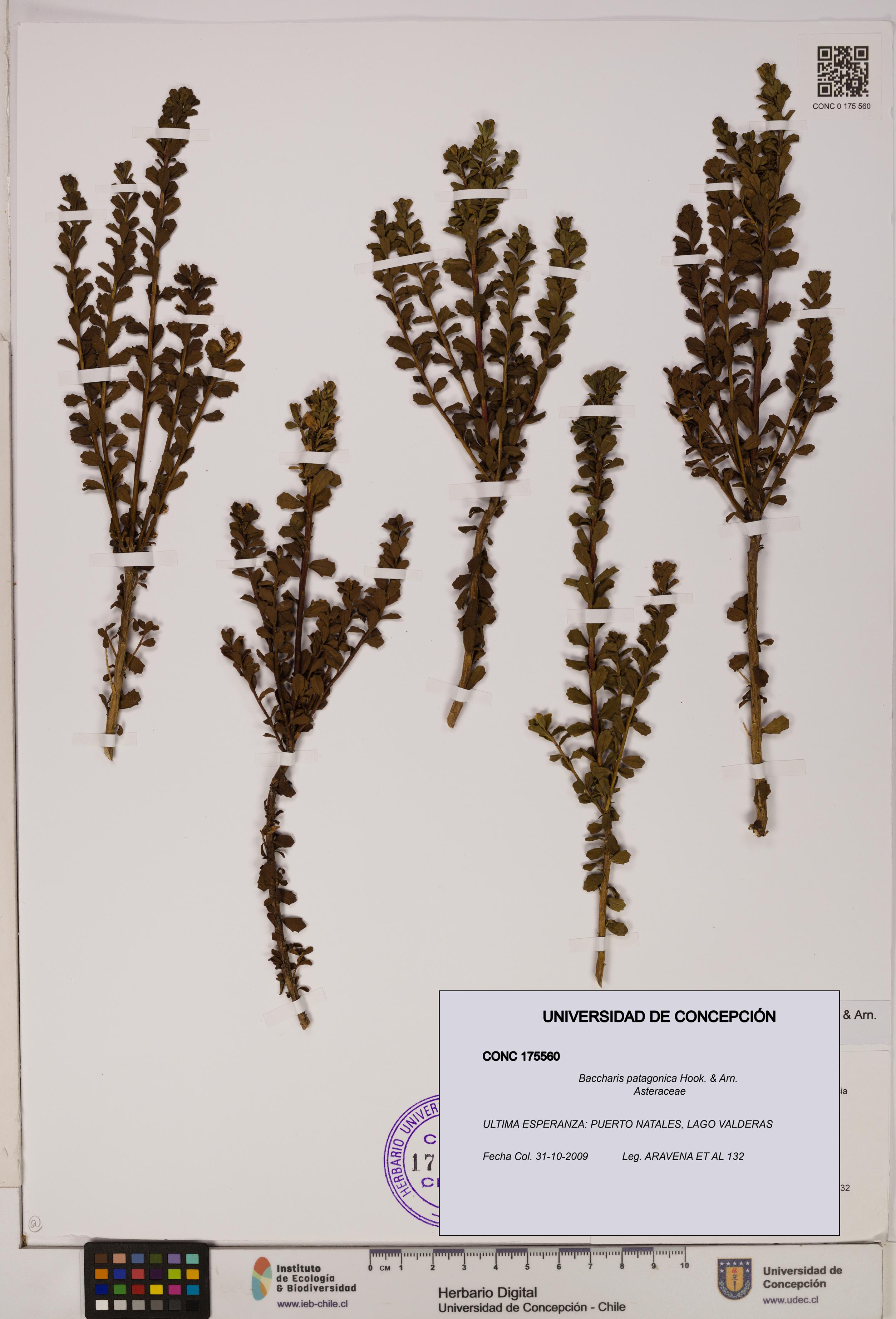 Baccharis patagonica [Espécimen: UDEC:CONC:0175560]