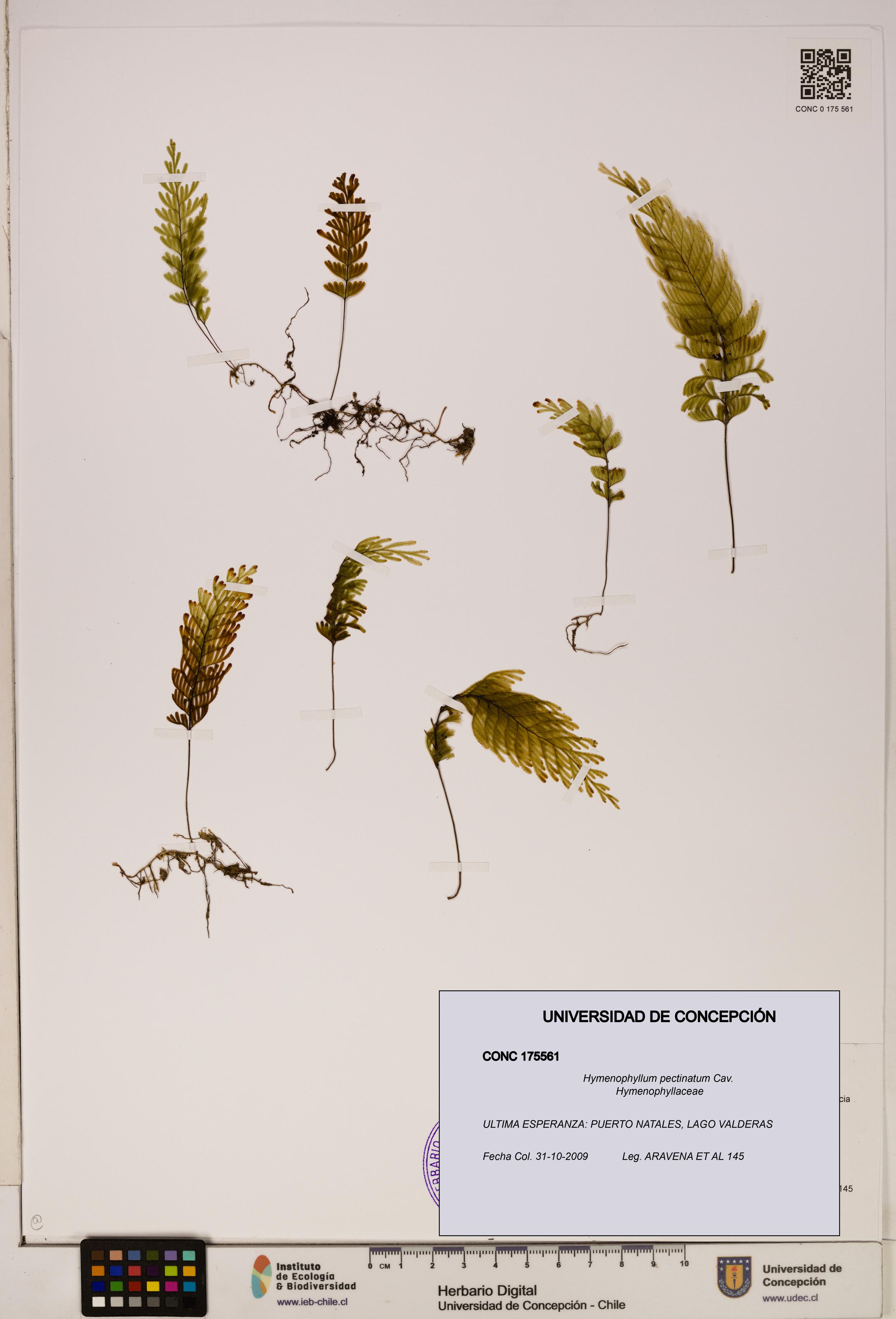 Hymenophyllum pectinatum [Espécimen: ]