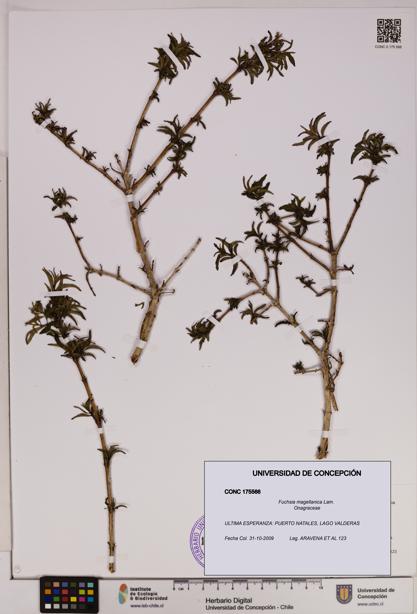 Fuchsia magellanica [Espécimen: UDEC:CONC:0175566]
