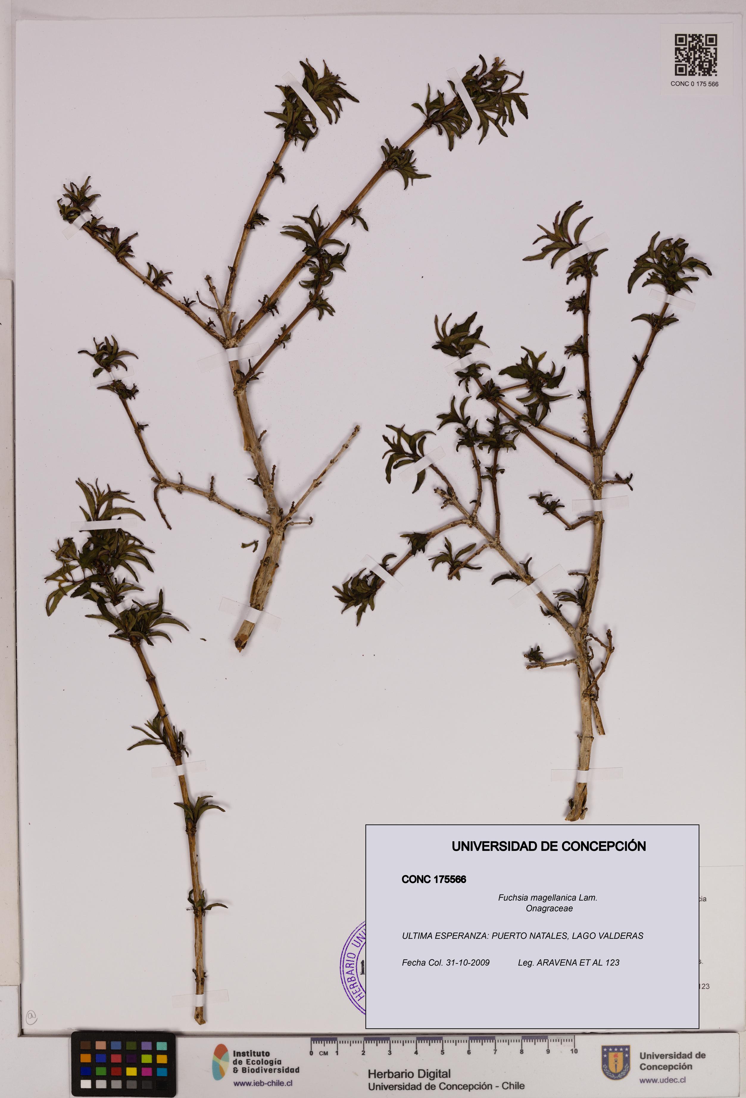 Fuchsia magellanica [Espécimen: UDEC:CONC:0175566]