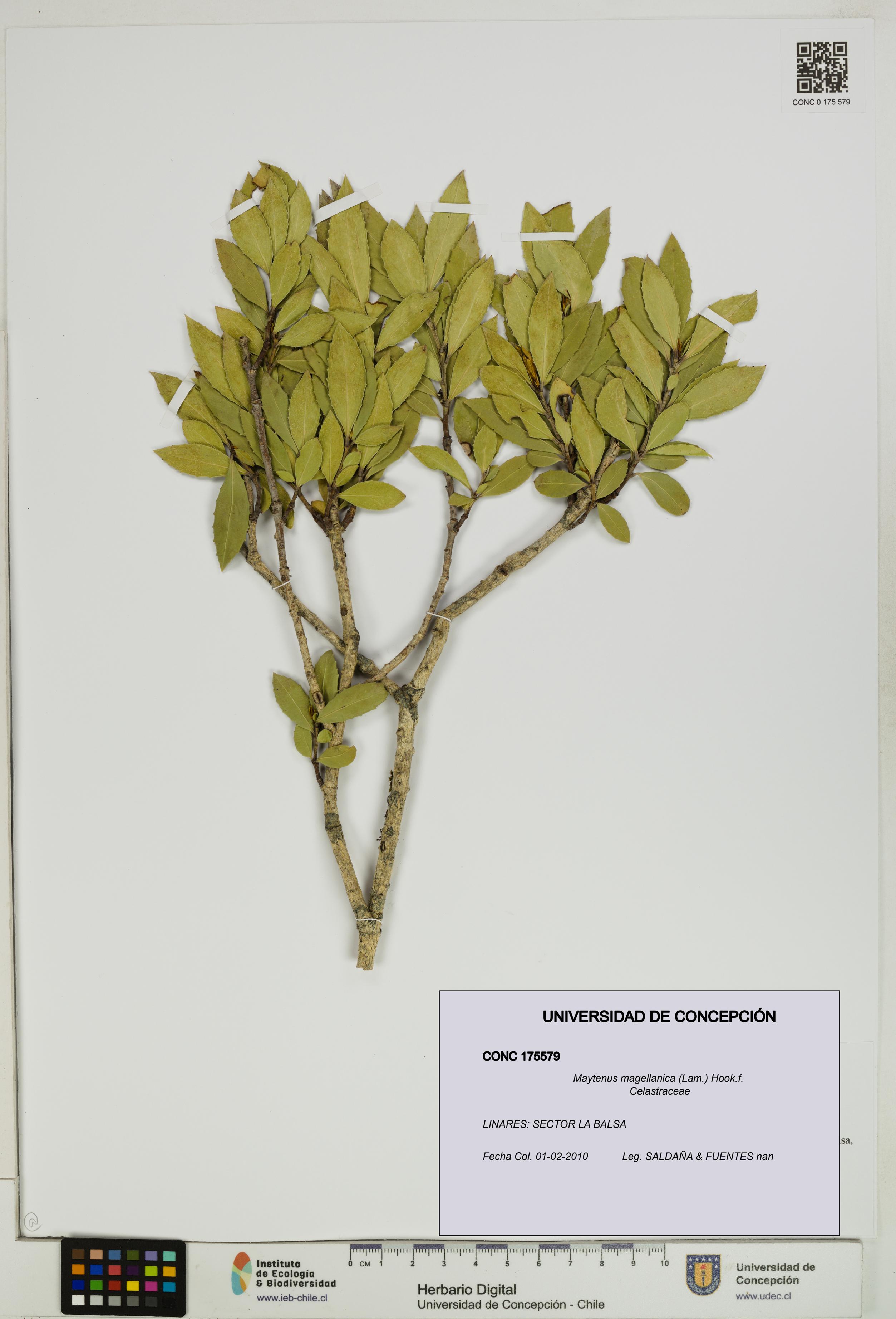 Maytenus magellanica [Espécimen: UDEC:CONC:0175579]