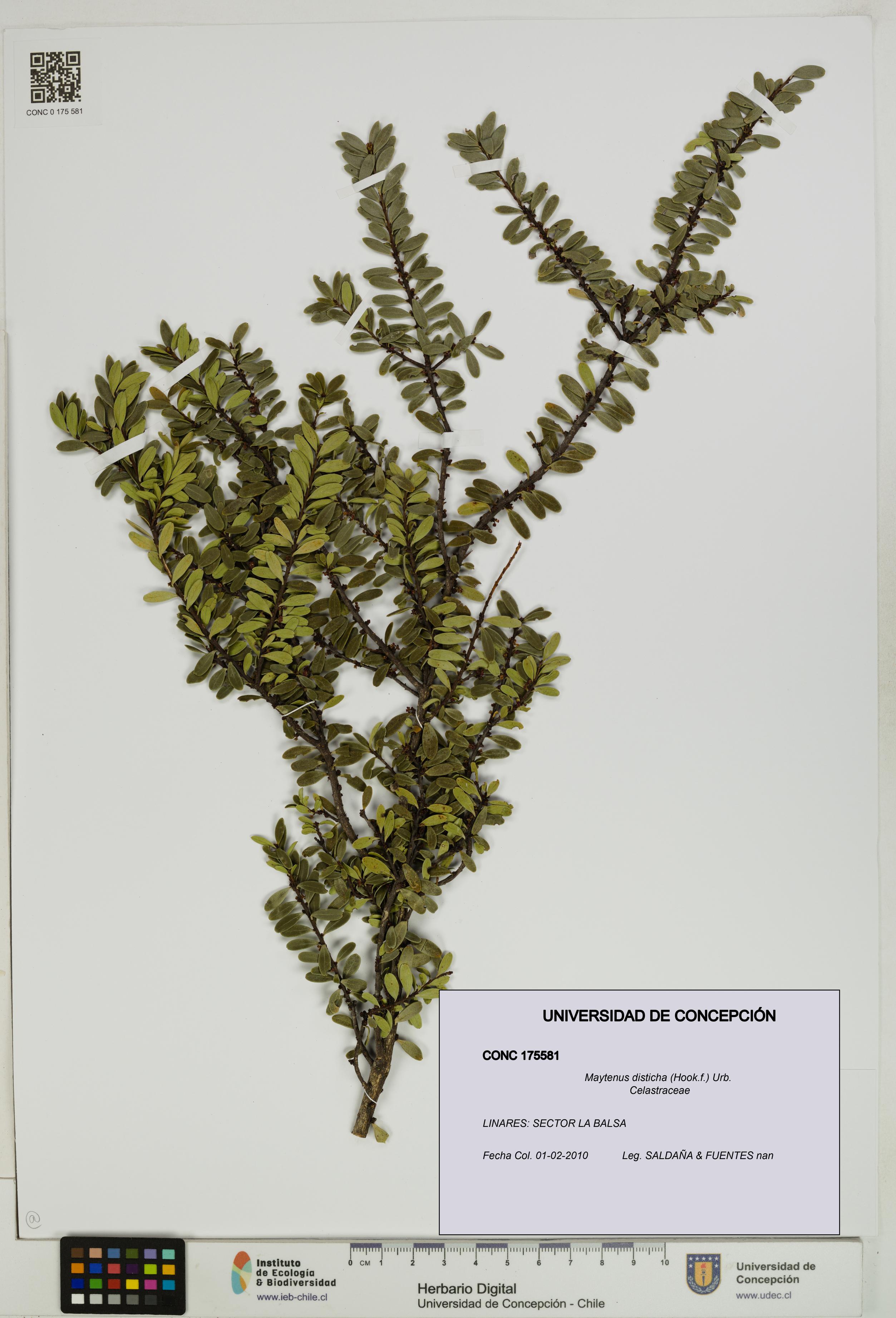 Maytenus disticha [Espécimen: UDEC:CONC:0175581]