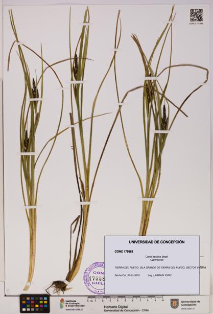 Carex decidua [Espécimen: UDEC:CONC:0175583]