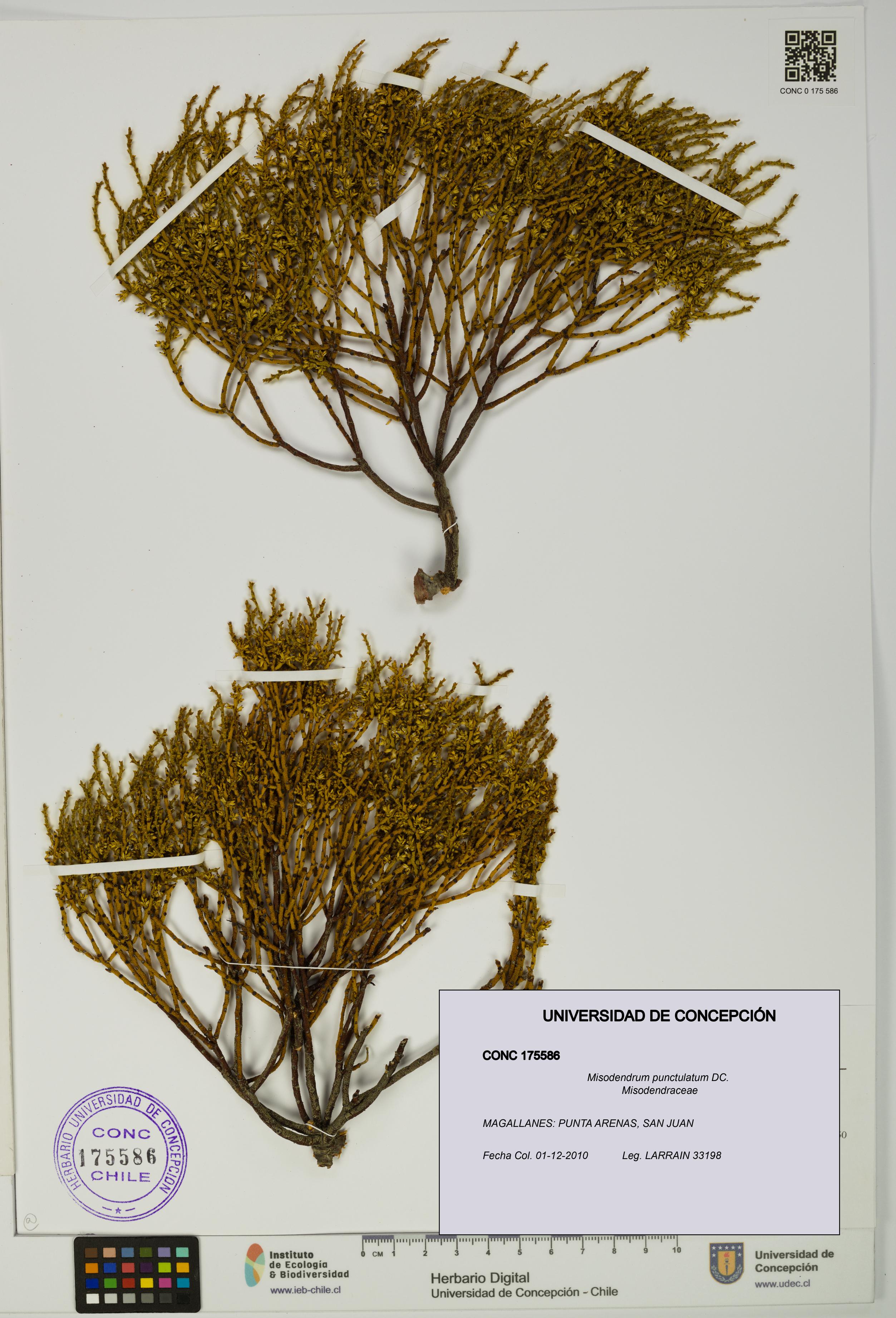 Misodendrum punctulatum [Espécimen: UDEC:CONC:0175586]