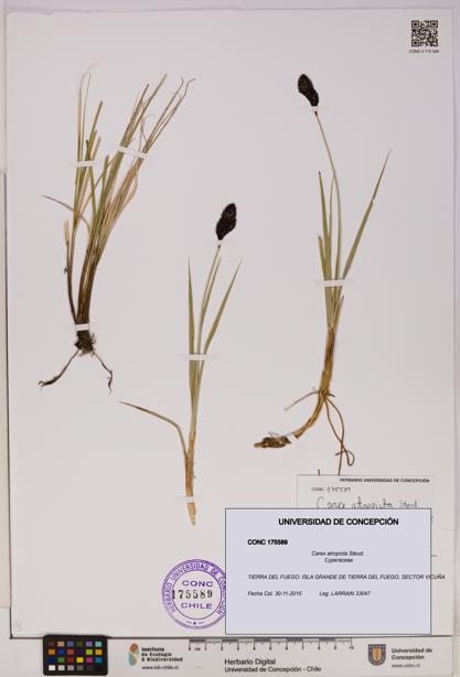 Carex atropicta [Espécimen: UDEC:CONC:0175589]