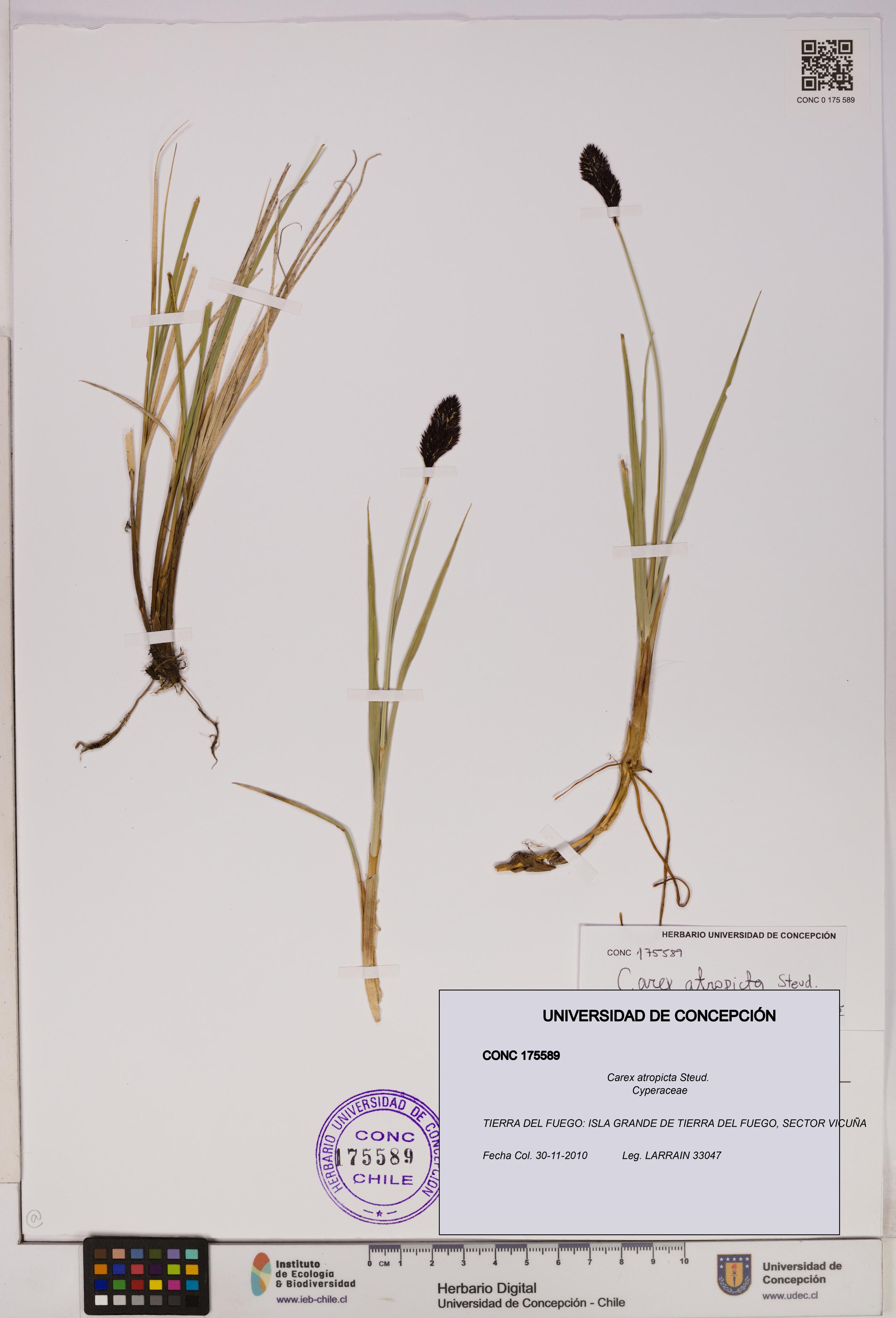 Carex atropicta [Espécimen: UDEC:CONC:0175589]