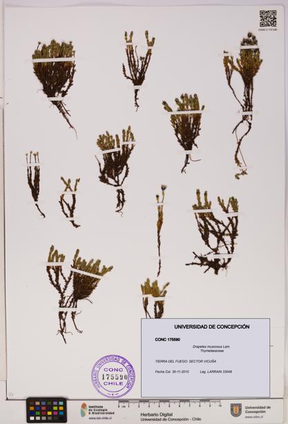 Drapetes muscosus [Espécimen: UDEC:CONC:0175590]