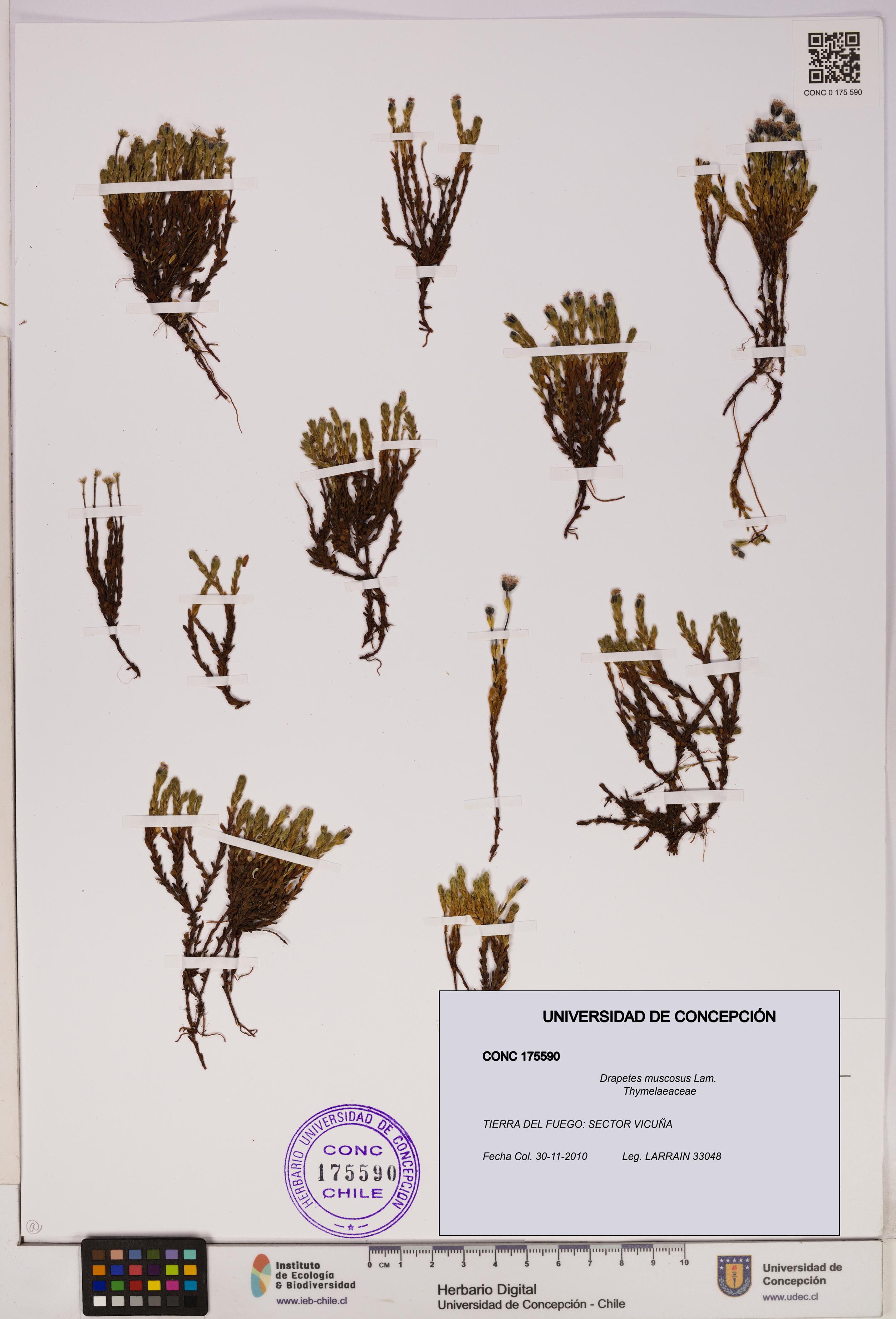 Drapetes muscosus [Espécimen: UDEC:CONC:0175590]