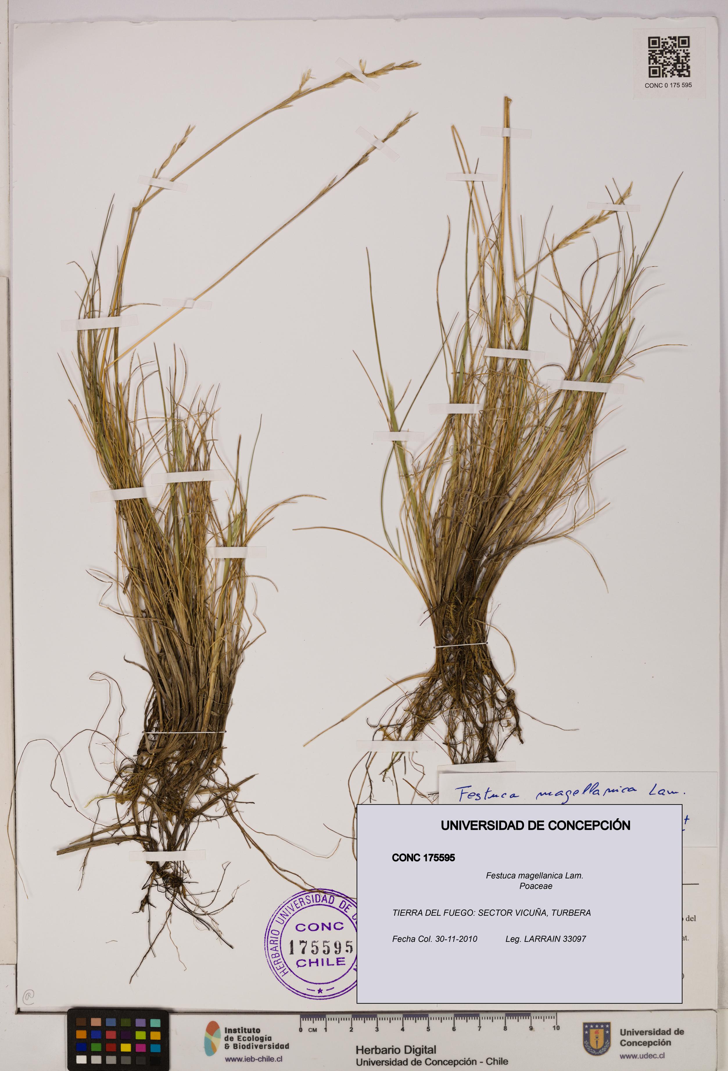 Festuca magellanica [Espécimen: UDEC:CONC:0175595]