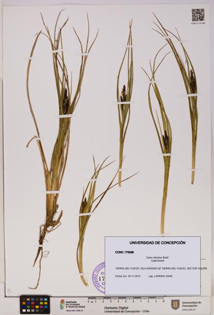Carex decidua [Espécimen: UDEC:CONC:0175598]