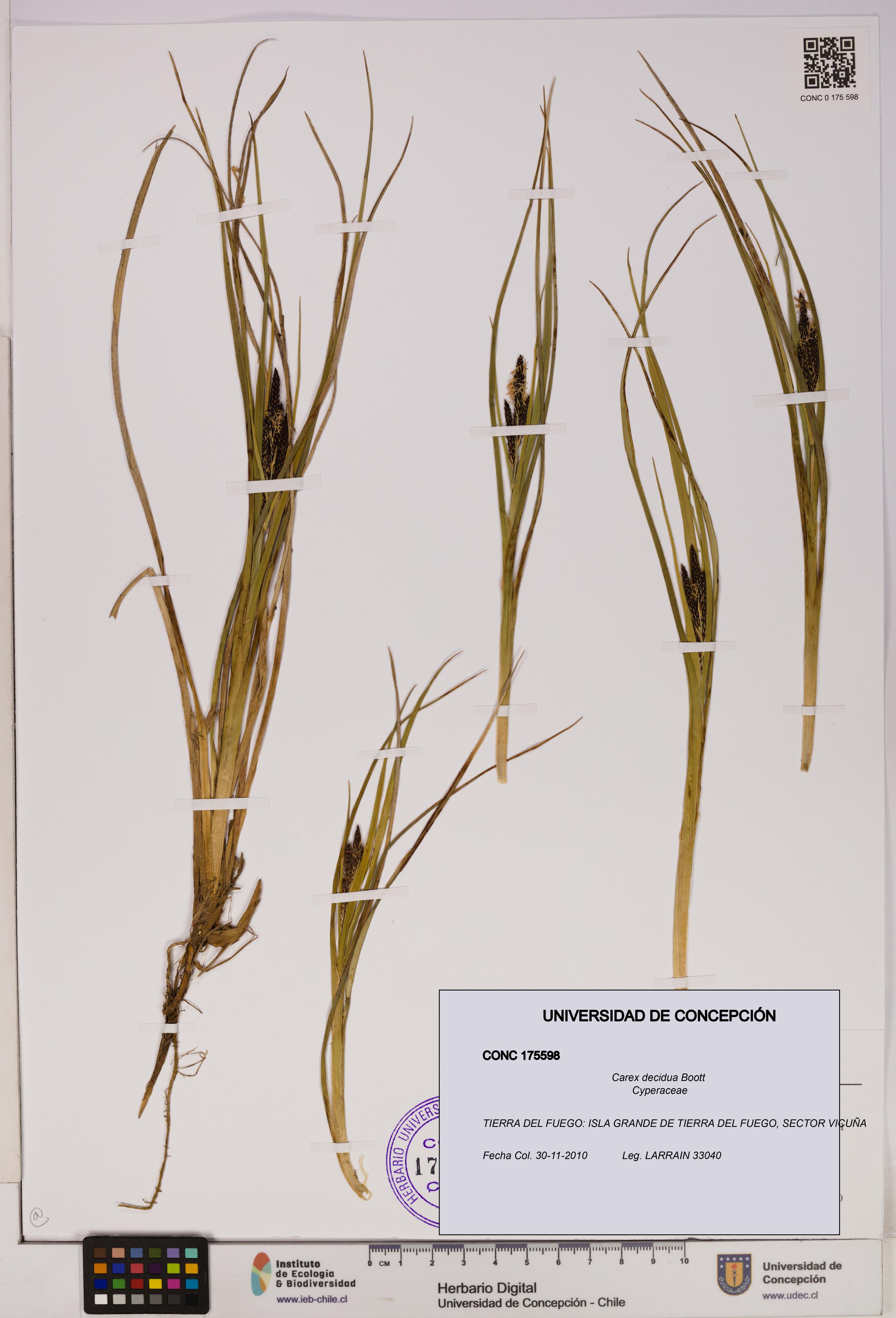 Carex decidua [Espécimen: UDEC:CONC:0175598]