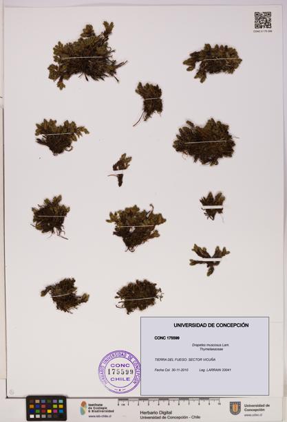 Drapetes muscosus [Espécimen: UDEC:CONC:0175599]