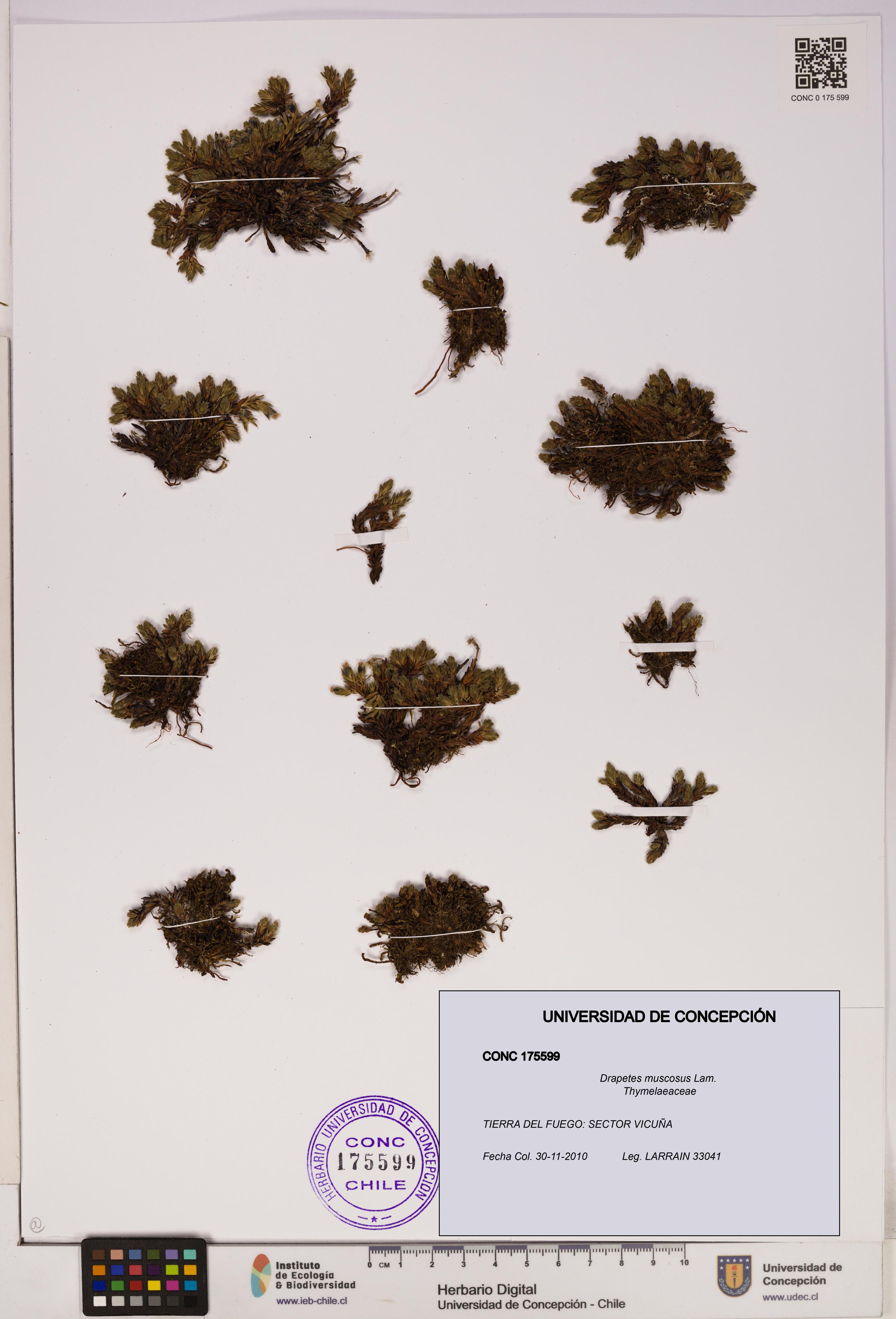 Drapetes muscosus [Espécimen: UDEC:CONC:0175599]