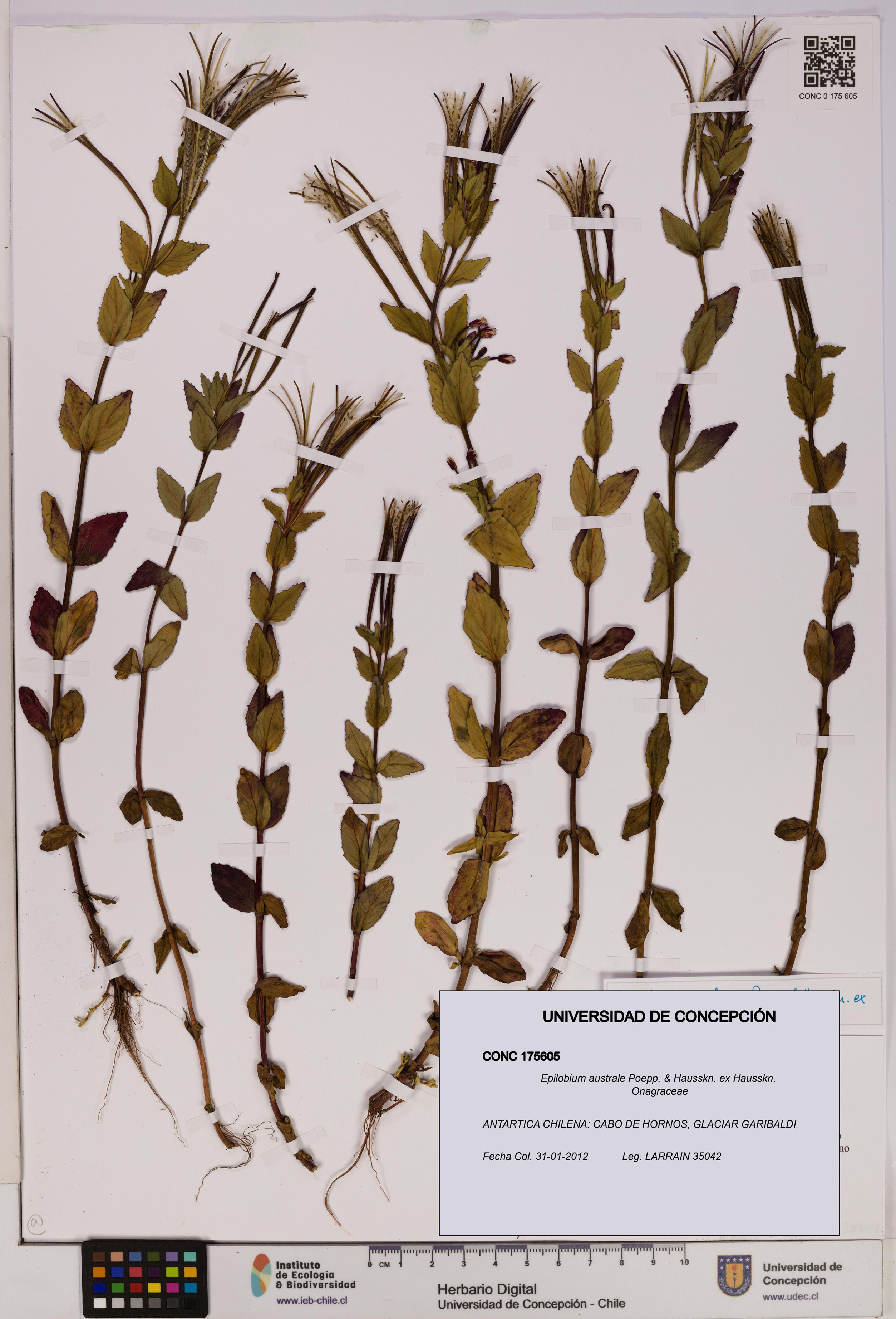 Epilobium australe [Espécimen: UDEC:CONC:0175605]