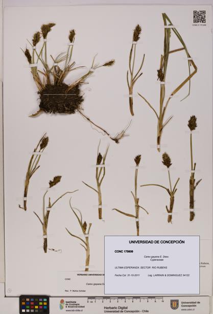 Carex gayana [Espécimen: UDEC:CONC:0175606]