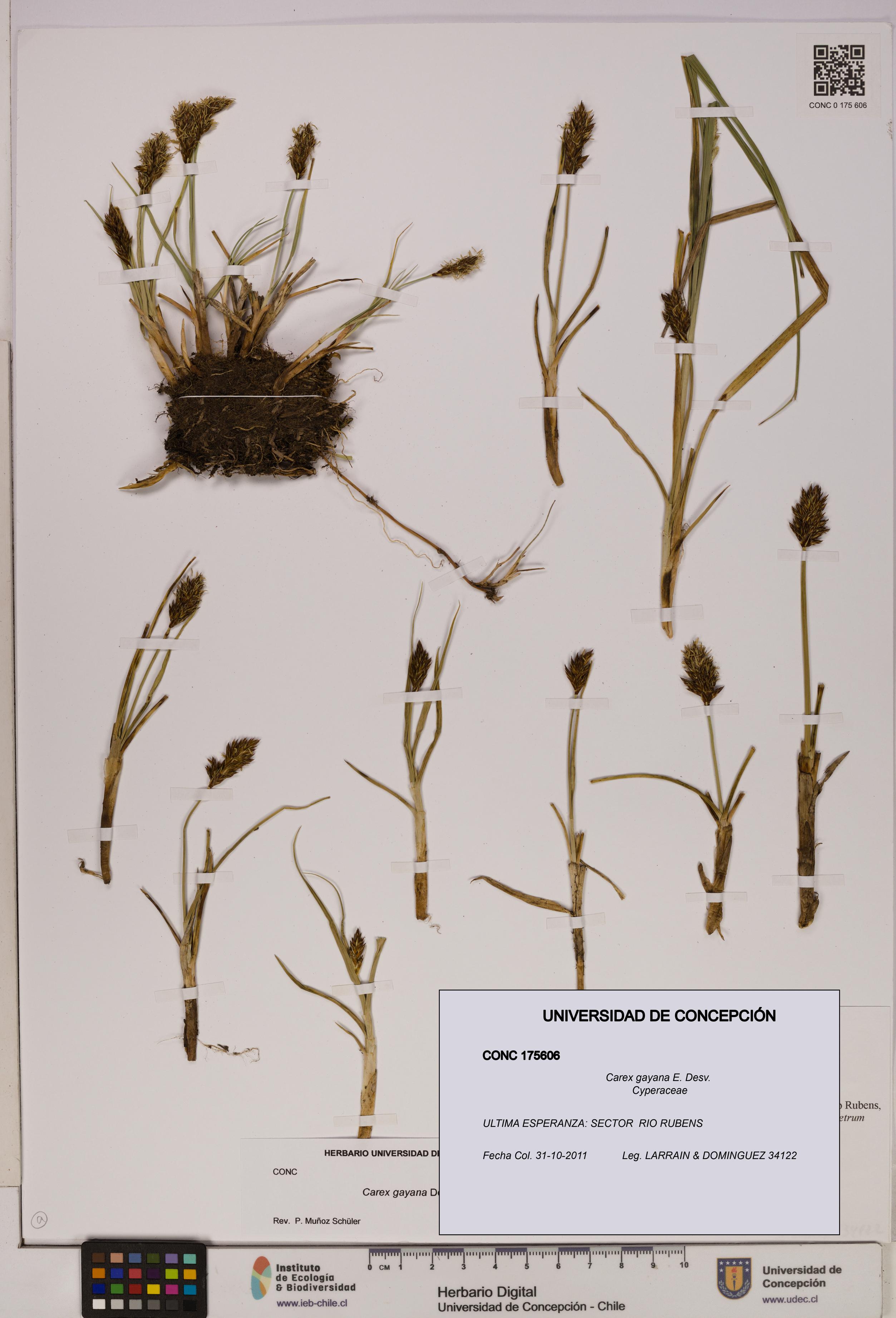 Carex gayana [Espécimen: UDEC:CONC:0175606]