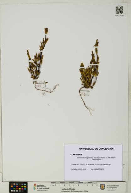 Gentianella magellanica [Espécimen: UDEC:CONC:0175608]