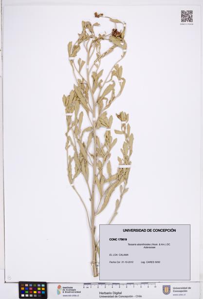 Tessaria absinthioides [Espécimen: ]