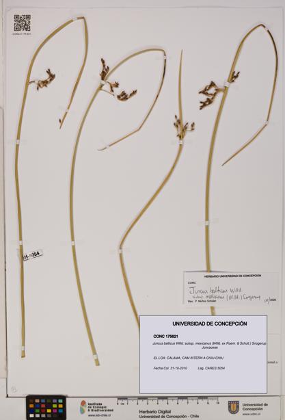 Juncus balticus subsp. mexicanus [Espécimen: UDEC:CONC:0175621]