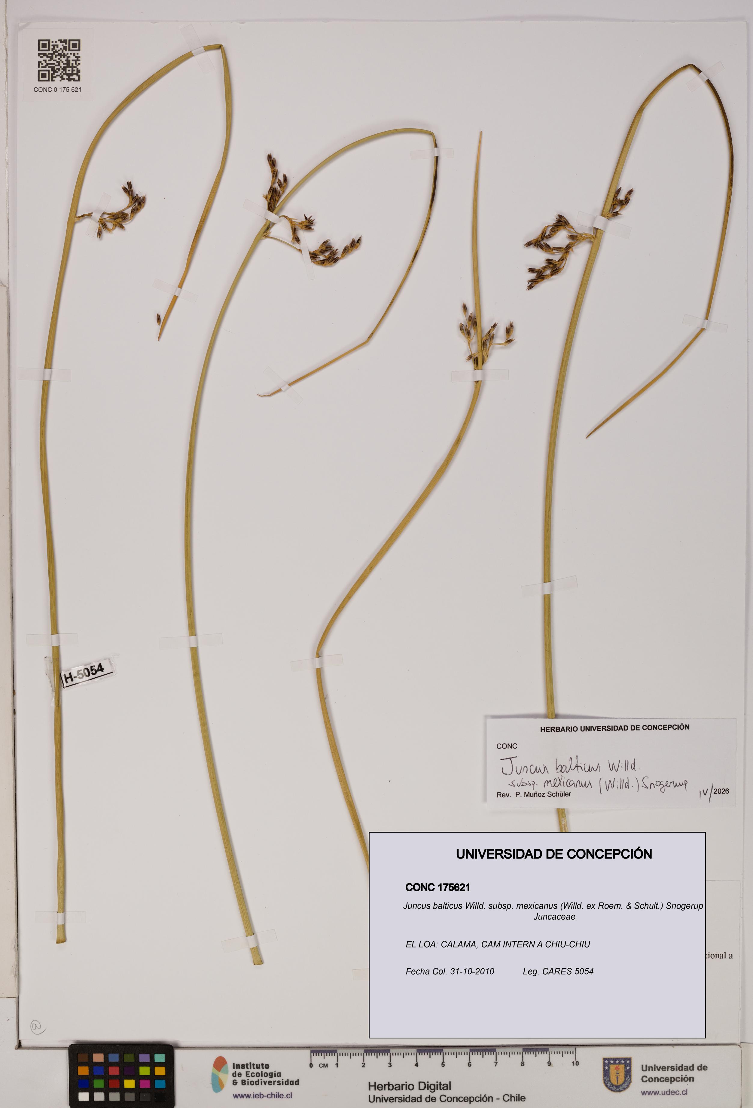 Juncus balticus subsp. mexicanus [Espécimen: UDEC:CONC:0175621]