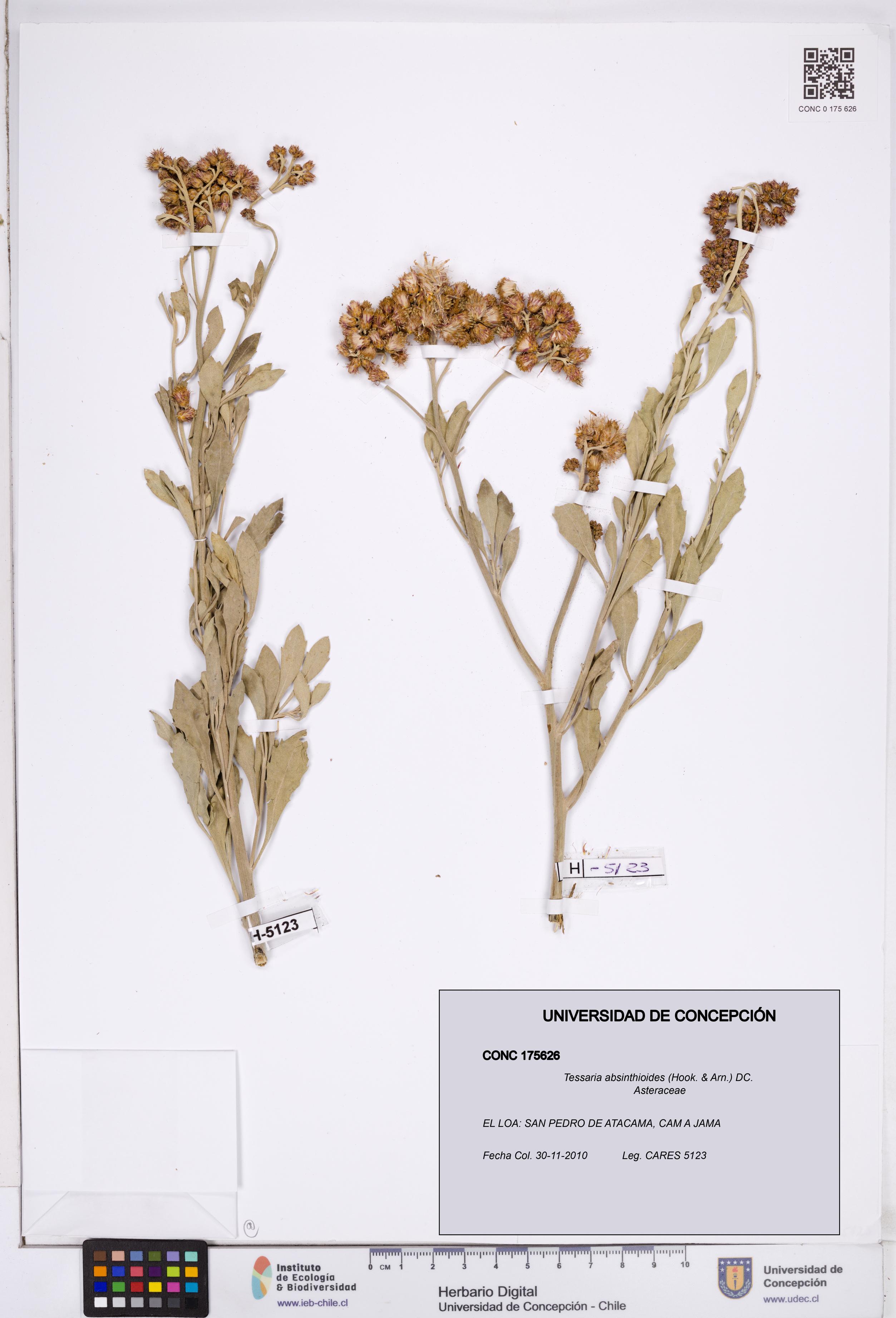 Tessaria absinthioides [Espécimen: ]