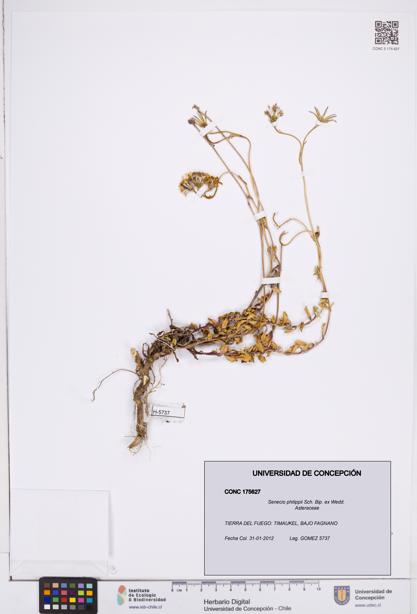 Senecio philippii [Espécimen: ]