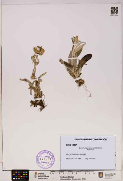 Gamochaeta americana [Espécimen: UDEC:CONC:0175807]