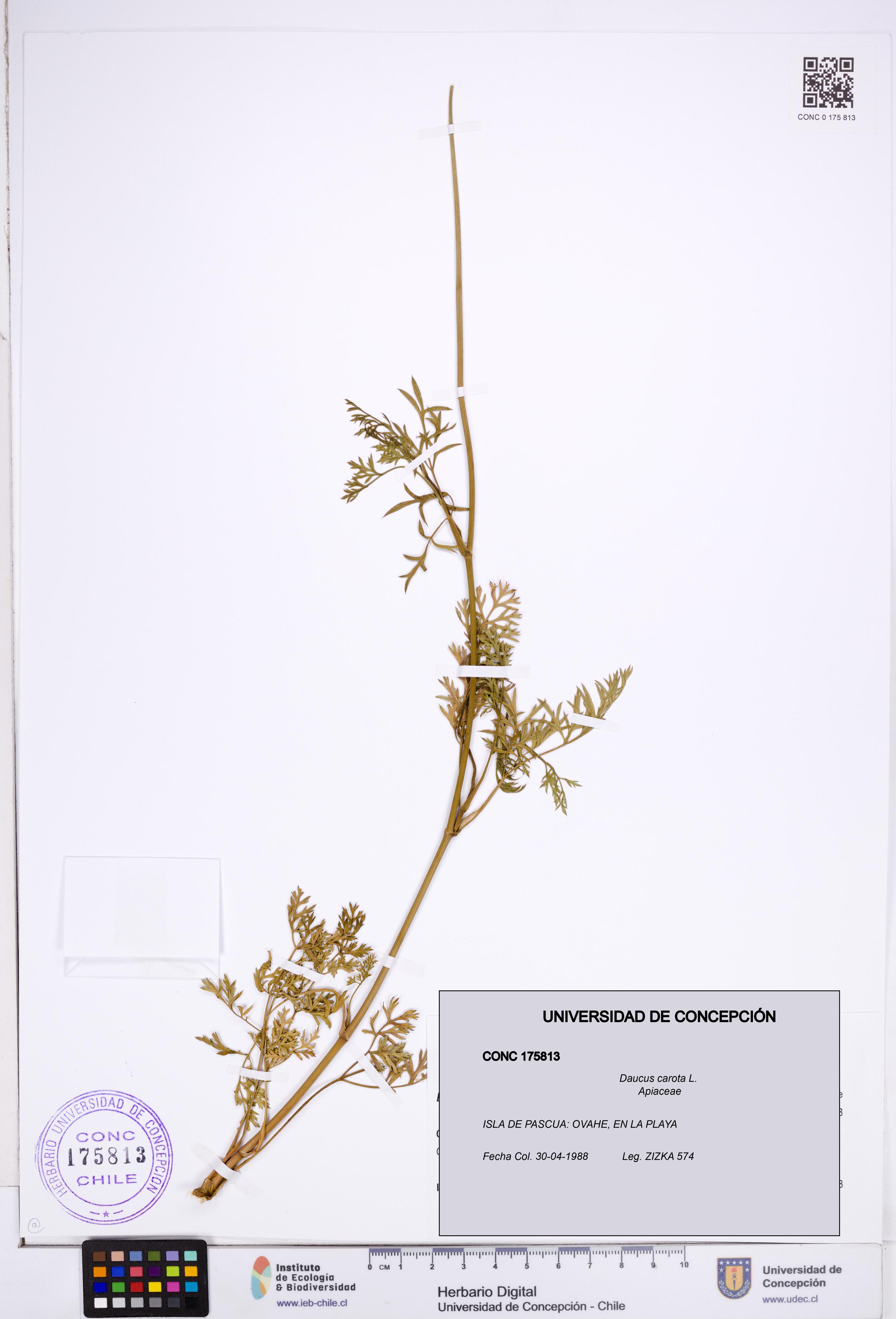 Daucus carota [Espécimen: ]