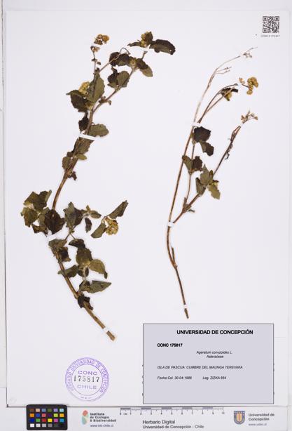 Ageratum conyzoides [Espécimen: ]