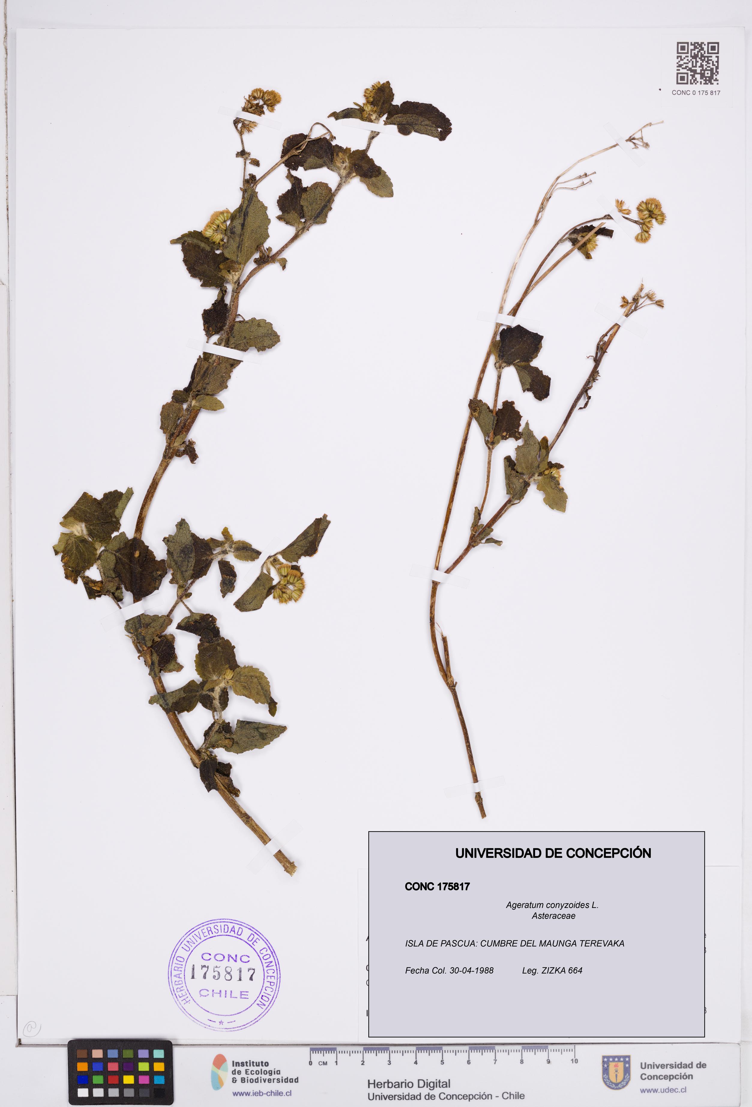 Ageratum conyzoides [Espécimen: ]