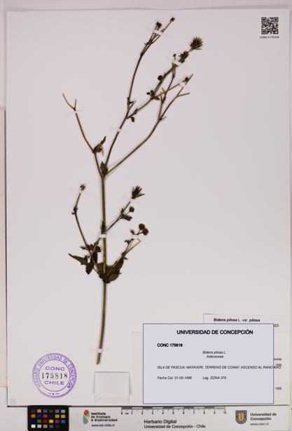 Bidens pilosa [Espécimen: UDEC:CONC:0175818]