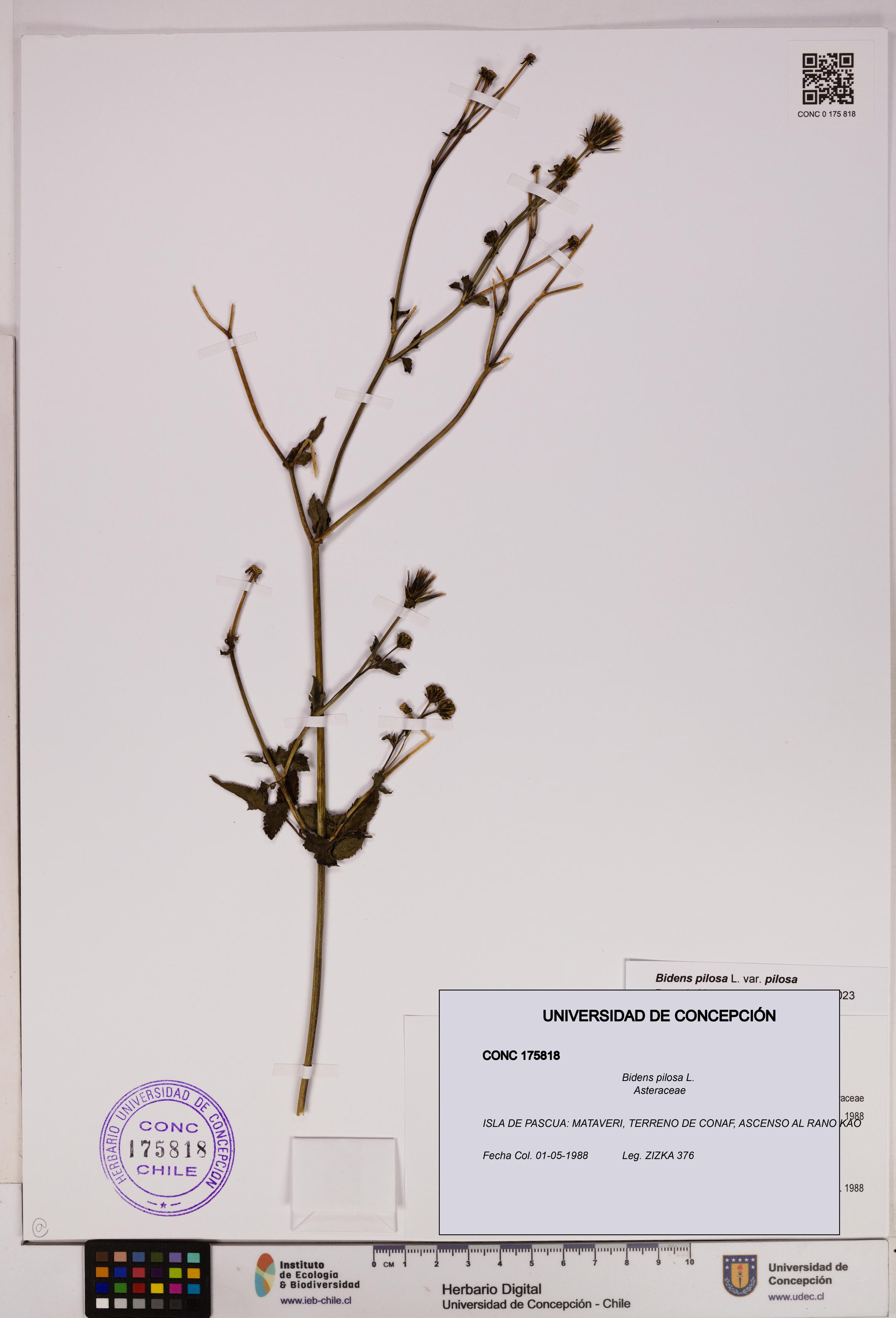 Bidens pilosa [Espécimen: UDEC:CONC:0175818]
