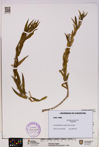 Oenothera picensis [Espécimen: UDEC:CONC:0175820]