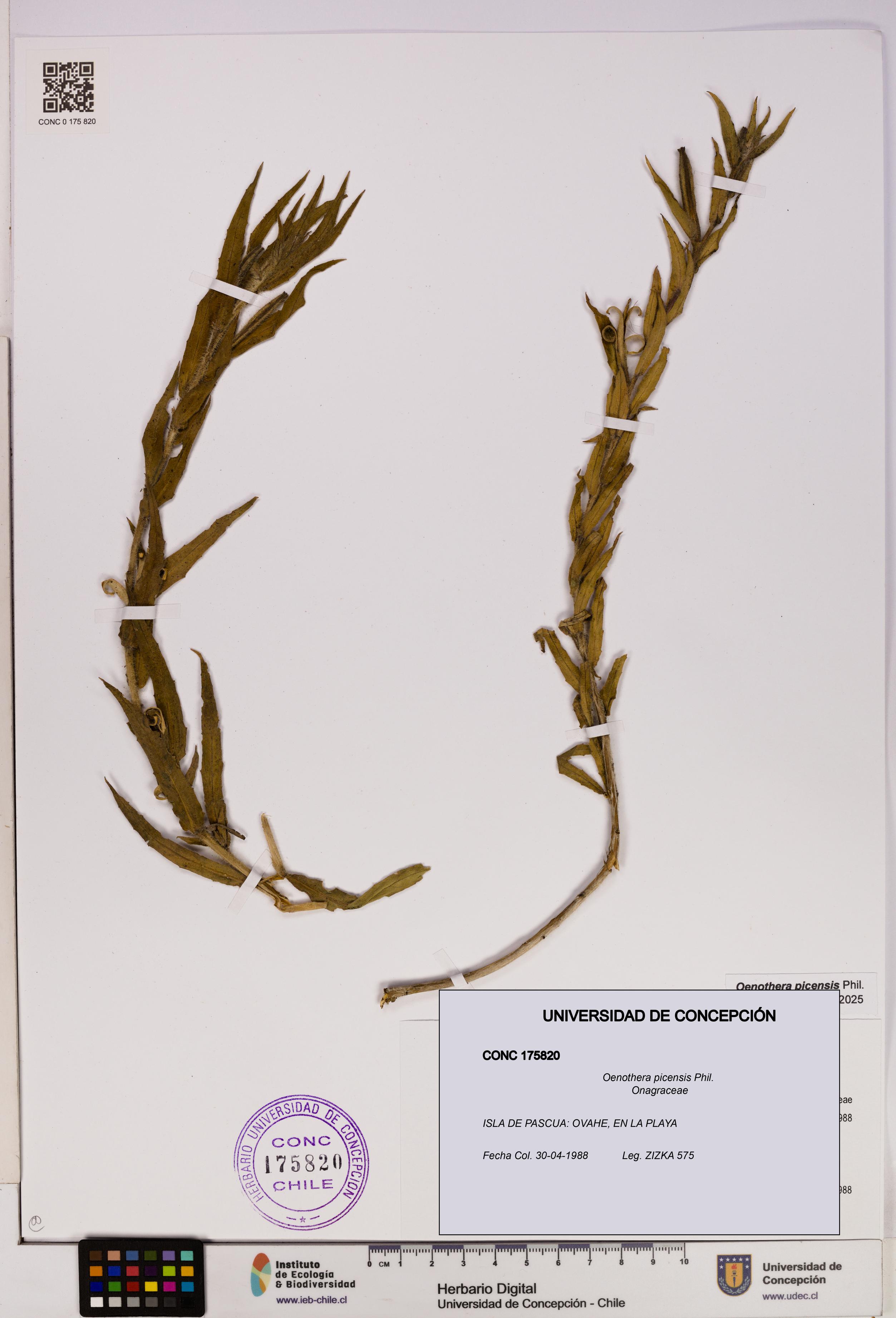 Oenothera picensis [Espécimen: UDEC:CONC:0175820]