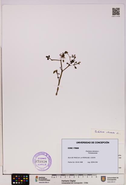 Portulaca oleracea [Espécimen: UDEC:CONC:0175828]
