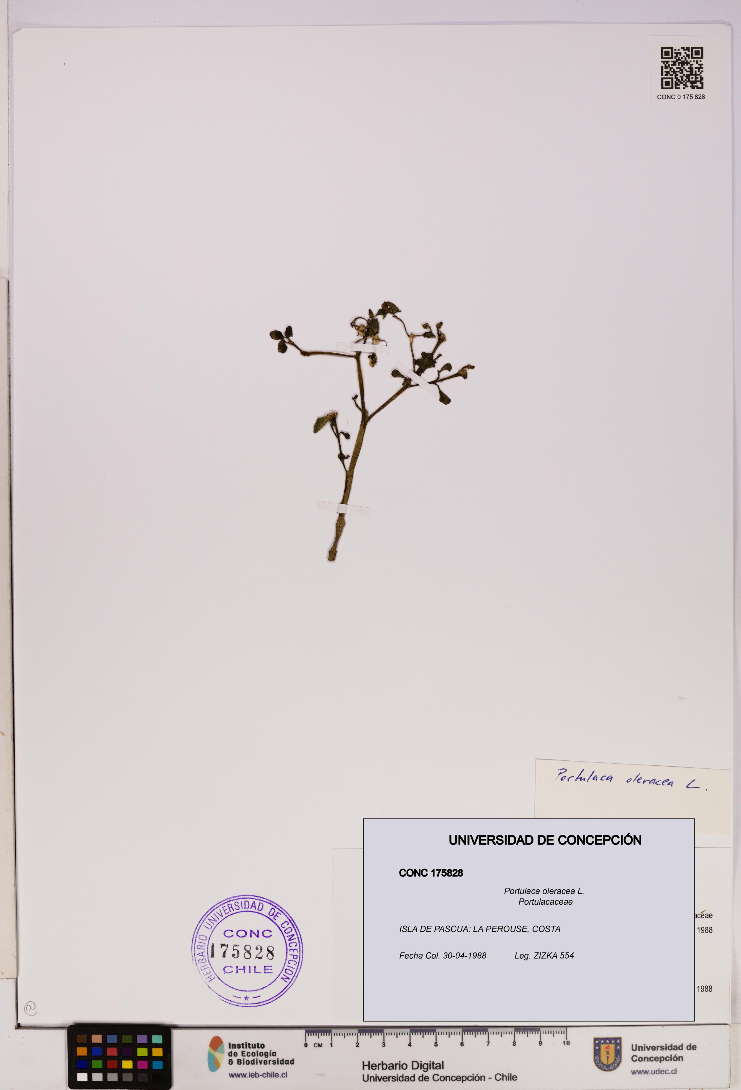 Portulaca oleracea [Espécimen: UDEC:CONC:0175828]