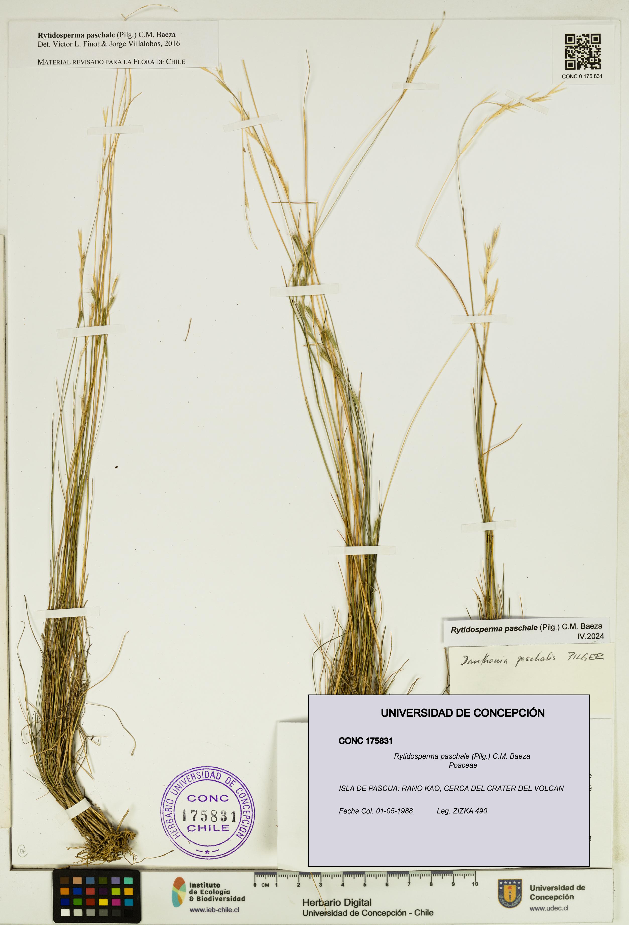 Rytidosperma paschale [Espécimen: UDEC:CONC:0175831]