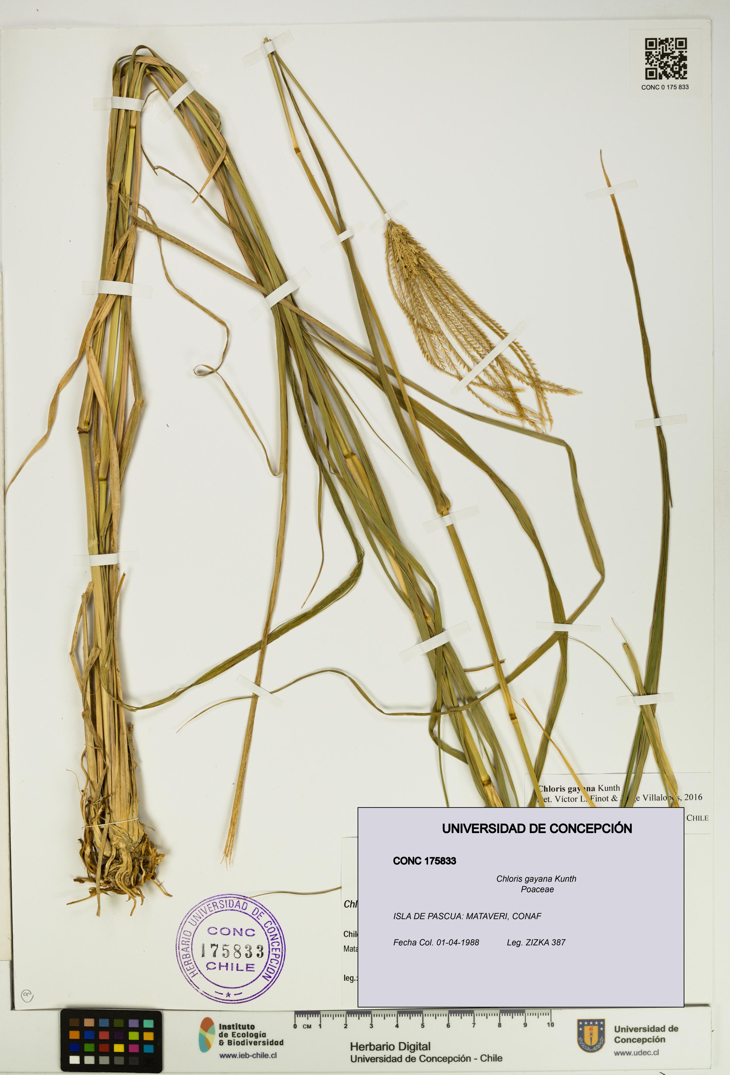 Chloris gayana [Espécimen: UDEC:CONC:0175833]