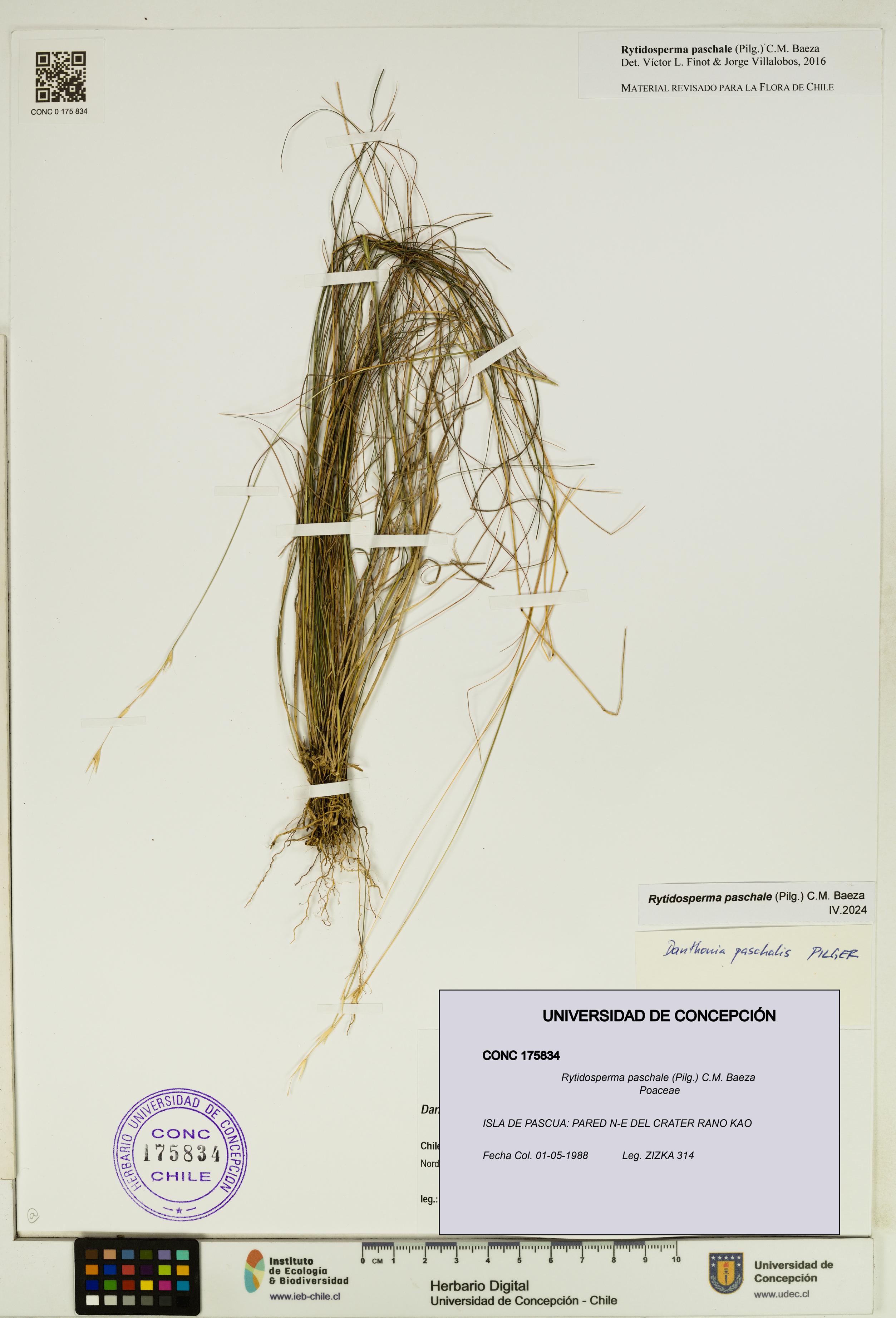 Rytidosperma paschale [Espécimen: UDEC:CONC:0175834]