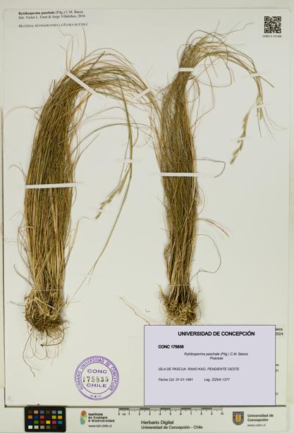 Rytidosperma paschale [Espécimen: UDEC:CONC:0175835]